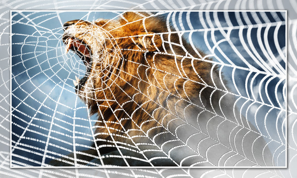 Lion Captured by Spider Web